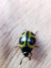 Aegithus quadrinotatus