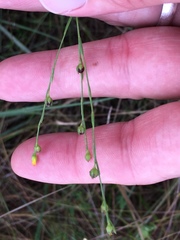 Linum floridanum