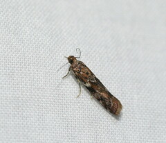 Ephestiopsis oenobarella