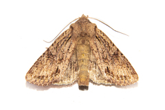 Ichneutica averilla