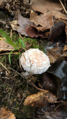 Entoloma abortivum