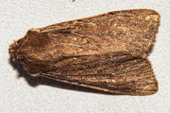 Ichneutica infensa