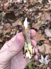 Entoloma abortivum