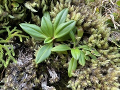 Plantago pachyphylla