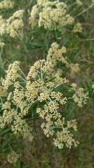 Ozothamnus