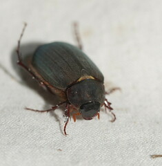 Melolonthinae
