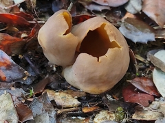 Otidea alutacea