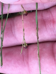 Linum floridanum