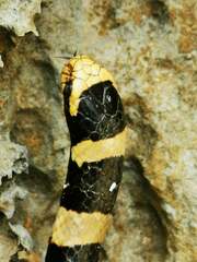 Laticauda saintgironsi