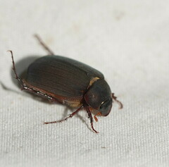 Melolonthinae