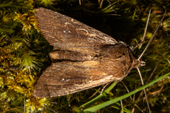 Ichneutica infensa