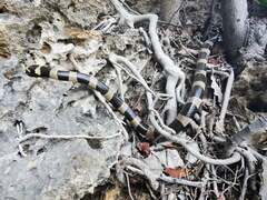 Laticauda saintgironsi