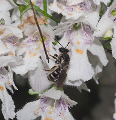 Chilalictus