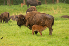Bison bison bison