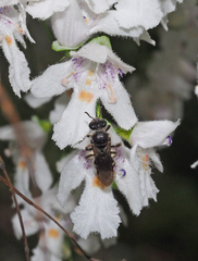 Chilalictus