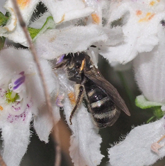 Chilalictus