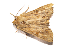 Ichneutica mollis