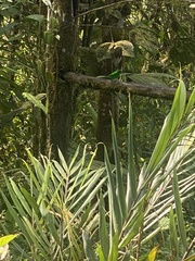 Chlorochrysa phoenicotis