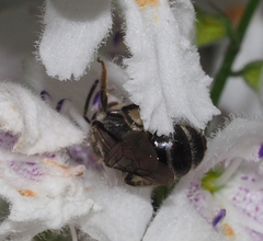Chilalictus
