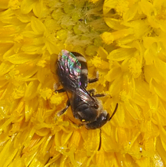Chilalictus
