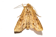 Ichneutica mollis