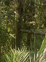 Chlorochrysa phoenicotis