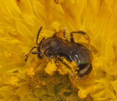 Chilalictus