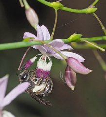 Chilalictus