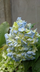 Hydrangea macrophylla