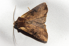 Ichneutica omoplaca