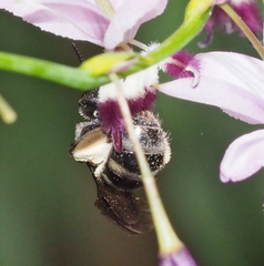 Chilalictus