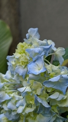 Hydrangea macrophylla