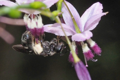 Chilalictus