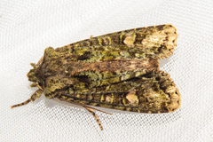 Ichneutica plena