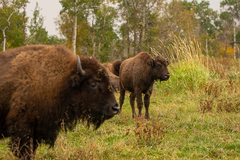 Bison bison bison