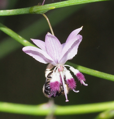 Chilalictus