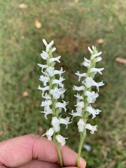 Spiranthes cernua