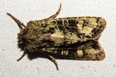 Ichneutica plena