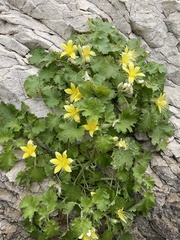Eucnide bartonioides