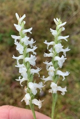 Spiranthes cernua