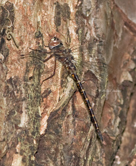 Gomphaeschna antilope