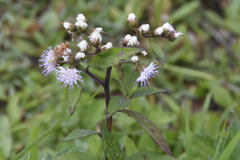 Cyrtocymura