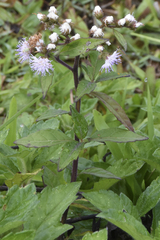 Cyrtocymura