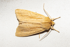 Ichneutica semivittata