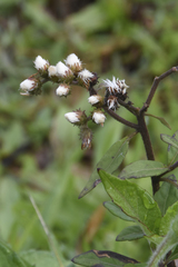 Cyrtocymura