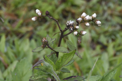 Cyrtocymura