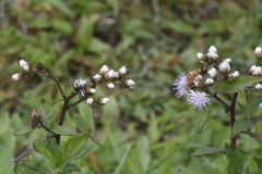 Cyrtocymura