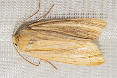 Ichneutica semivittata