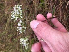 Eupatorium leucolepis