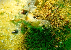 Lunella undulata